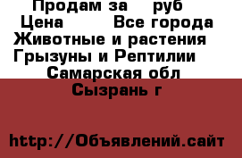 Продам за 50 руб. › Цена ­ 50 - Все города Животные и растения » Грызуны и Рептилии   . Самарская обл.,Сызрань г.